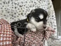 Trooper OFA health tested parents, a male Siberian Husky for sale in Virginia Beach, VA – Photo 5 of 8