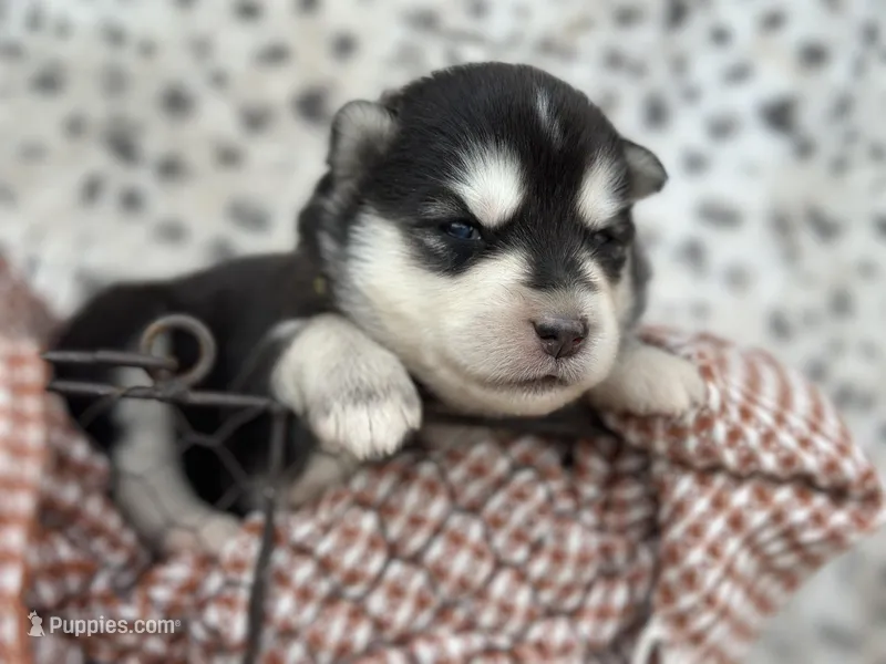 Trooper OFA health tested parents – Siberian Husky puppy for sale in Virginia Beach, VA