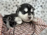 Trooper OFA health tested parents, a male Siberian Husky for sale in Virginia Beach, VA – Photo 1 of 8