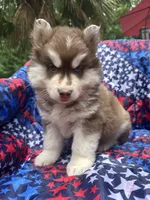 Leo, a male Siberian Husky for sale in Virginia Beach, VA – 5 of 7