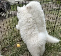 Winter, a female Siberian Husky for sale in Virginia Beach, VA – Photo 4 of 4