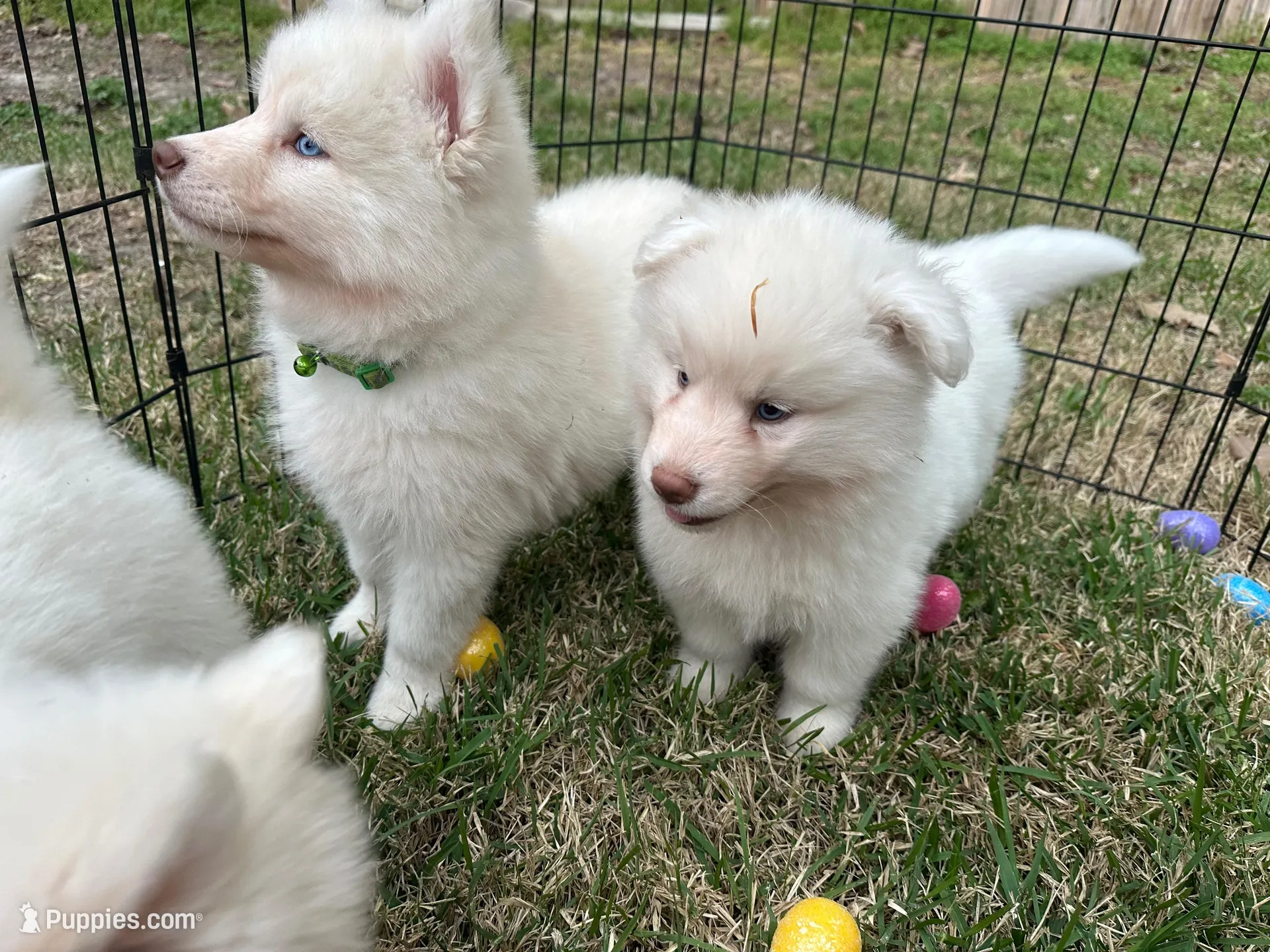 Winter, a female Siberian Husky for sale in Virginia Beach, VA – Photo 2 of 4