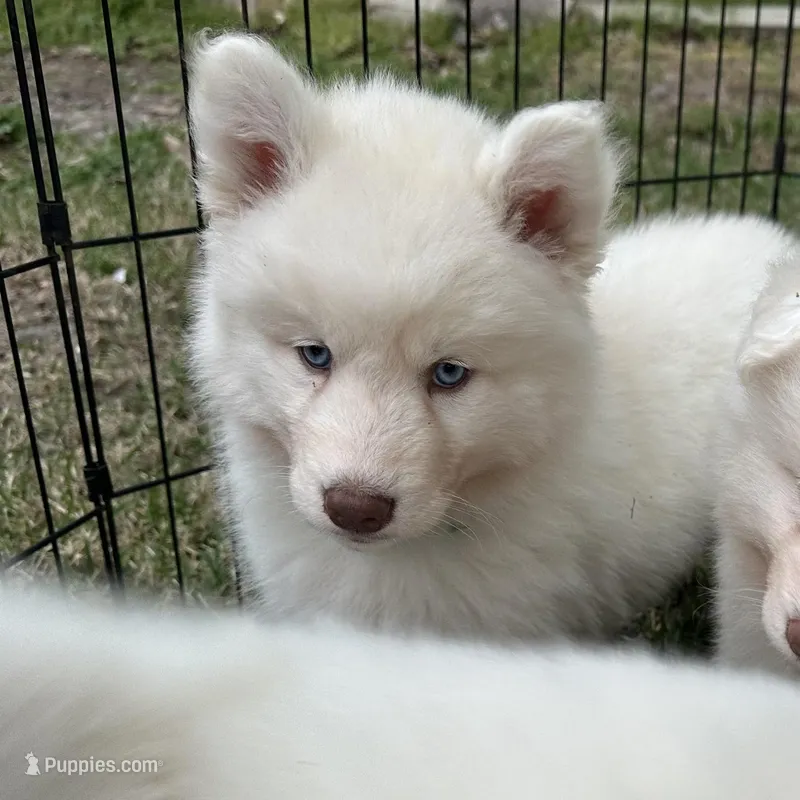 Winter – Siberian Husky puppy for sale in Virginia Beach, VA