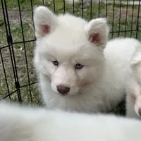 Winter, a female Siberian Husky for sale in Virginia Beach, VA – Photo 1 of 4