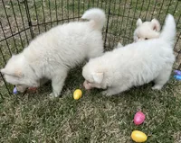 Winter, a female Siberian Husky for sale in Virginia Beach, VA – Photo 3 of 4