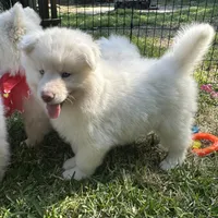 Koda OFA health tested parents, a male Siberian Husky for sale in Virginia Beach, VA – Photo 2 of 6