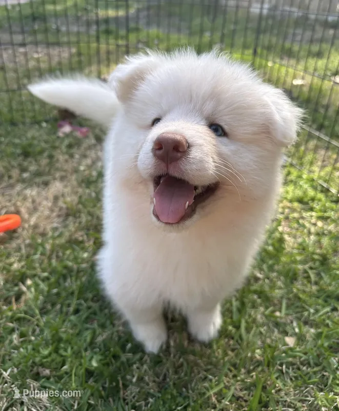 Koda OFA health tested parents – Siberian Husky puppy for sale in Virginia Beach, VA