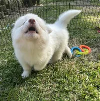 Koda OFA health tested parents, a male Siberian Husky for sale in Virginia Beach, VA – Photo 6 of 6