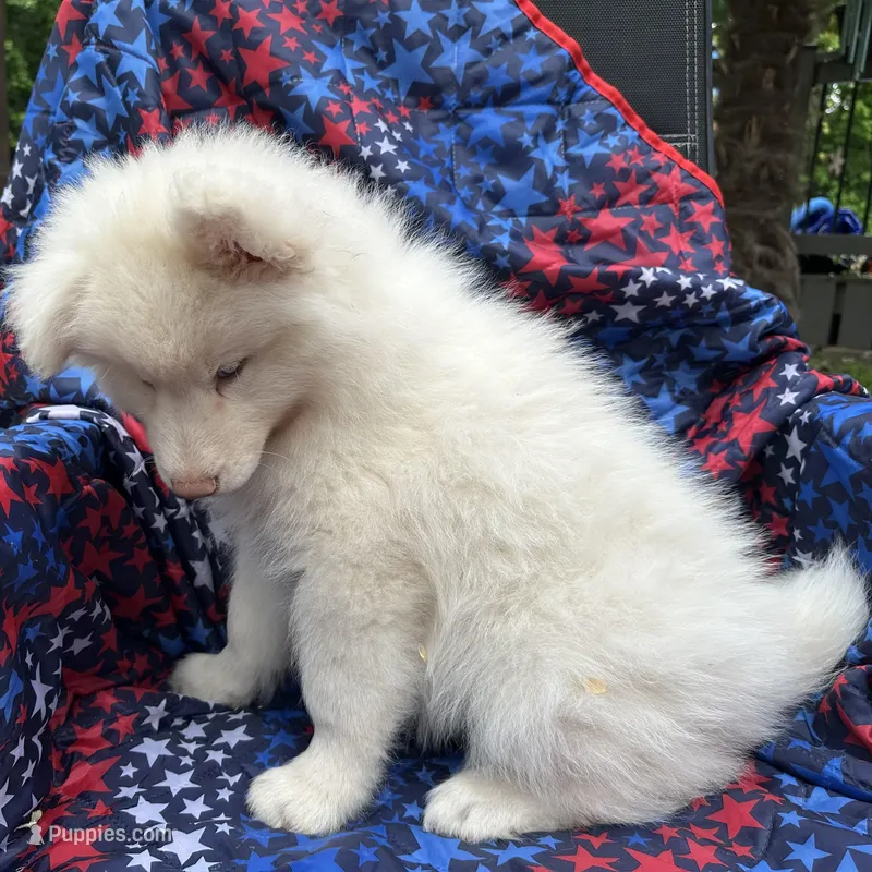 Koda OFA health tested parents – Siberian Husky puppy for sale in Virginia Beach, VA