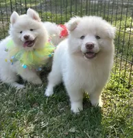 Koda OFA health tested parents, a male Siberian Husky for sale in Virginia Beach, VA – Photo 3 of 6