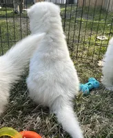 Koda OFA health tested parents, a male Siberian Husky for sale in Virginia Beach, VA – Photo 4 of 6