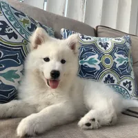Miles, a male Siberian Husky for sale in Virginia Beach, VA – 2 of 7