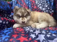 Maui, a male Siberian Husky for sale in Virginia Beach, VA – 4 of 9