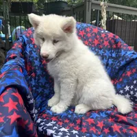 Lilo, a female Siberian Husky for sale in Virginia Beach, VA – 4 of 9