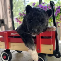 Shiloh OFA health tested parents, a female Siberian Husky for sale in Virginia Beach, VA – Photo 3 of 6