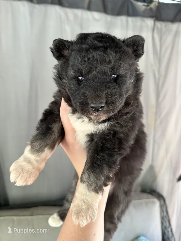 Shiloh OFA health tested parents – Siberian Husky puppy for sale in Virginia Beach, VA