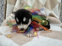 Ranger OFA health tested parents, a male Siberian Husky for sale in Virginia Beach, VA – Photo 7 of 7