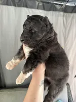 Shiloh OFA health tested parents, a female Siberian Husky for sale in Virginia Beach, VA – Photo 5 of 6