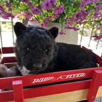 Shiloh OFA health tested parents, a female Siberian Husky for sale in Virginia Beach, VA – Photo 2 of 6