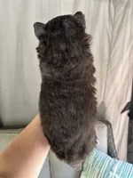 Shiloh OFA health tested parents, a female Siberian Husky for sale in Virginia Beach, VA – Photo 4 of 6