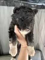 Shiloh OFA health tested parents, a female Siberian Husky for sale in Virginia Beach, VA – Photo 6 of 6