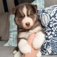 Ryder , a male Siberian Husky for sale in Virginia Beach, VA – 5 of 6