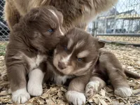 Cocoa, a male Siberian Husky for sale in Virginia Beach, VA – Photo 4 of 9