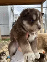 Cocoa, a male Siberian Husky for sale in Virginia Beach, VA – Photo 6 of 9