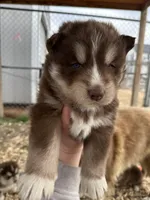 Cocoa, a male Siberian Husky for sale in Virginia Beach, VA – Photo 3 of 9