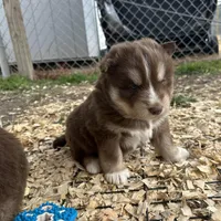 Cocoa, a male Siberian Husky for sale in Virginia Beach, VA – Photo 2 of 9