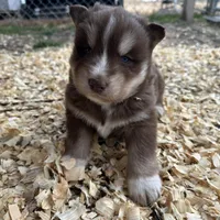 Cocoa, a male Siberian Husky for sale in Virginia Beach, VA – Photo 1 of 9