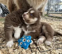 Cocoa, a male Siberian Husky for sale in Virginia Beach, VA – Photo 9 of 9