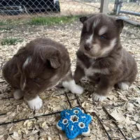 Cocoa, a male Siberian Husky for sale in Virginia Beach, VA – Photo 7 of 9