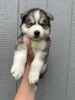 Zero OFA health tested parents, a male Siberian Husky for sale in Virginia Beach, VA – 6 of 8