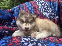 Maui, a male Siberian Husky for sale in Virginia Beach, VA – 5 of 9