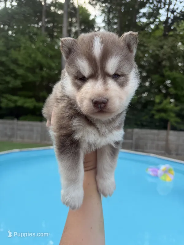 Rowdy – Siberian Husky puppy for sale in Virginia Beach, VA
