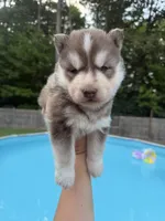 Rowdy, a male Siberian Husky for sale in Virginia Beach, VA – 1 of 8