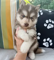 Ranger, a male Siberian Husky for sale in Virginia Beach, VA – 5 of 6