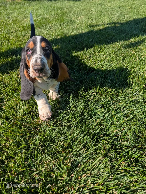 Male 6 – Basset Hound puppy for sale in Jerome, ID