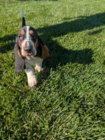 Male 6, a male Basset Hound for sale in Jerome, ID – 1 of 6