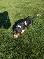 Male 6, a male Basset Hound for sale in Jerome, ID – 2 of 5
