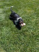 Male 2 , a male Basset Hound for sale in Jerome, ID – 4 of 7