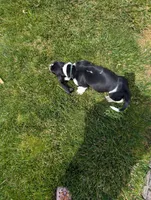 Male 2 , a male Basset Hound for sale in Jerome, ID – 10 of 10