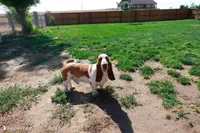 Lily and Homer, a  Basset Hound for sale in Jerome, ID – 2 of 2