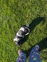 Male 7, a male Basset Hound for sale in Jerome, ID – 3 of 6