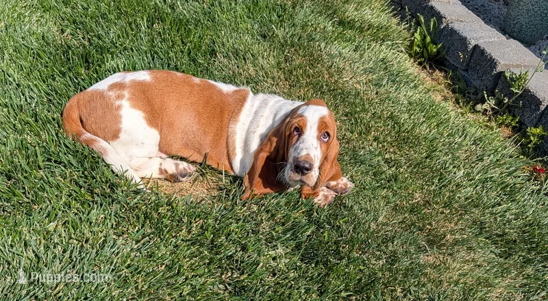 Female 3  – Basset Hound puppy for sale in Jerome, ID