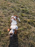 Female 1 , a female Basset Hound for sale in Jerome, ID – Photo 2 of 6