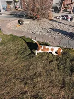 Female 1 , a female Basset Hound for sale in Jerome, ID – Photo 3 of 6