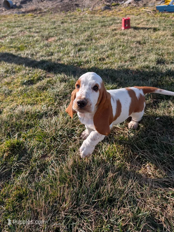 Female 1 , a female Basset Hound for sale in Jerome, ID – Photo 1 of 6