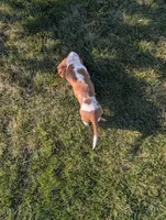 Female 3 , a female Basset Hound for sale in Jerome, ID – 4 of 9